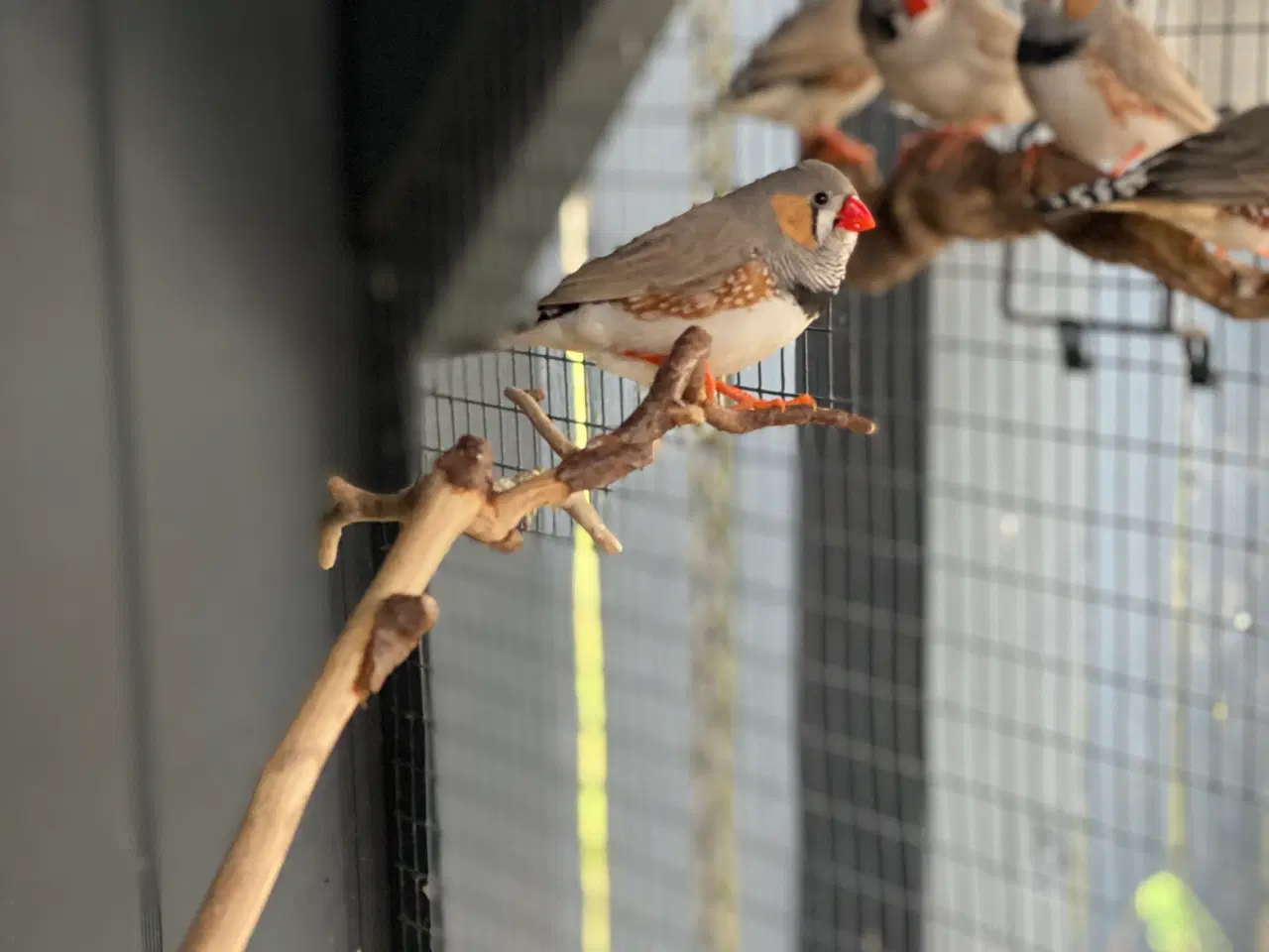 Billede 3 - Zebrafinker