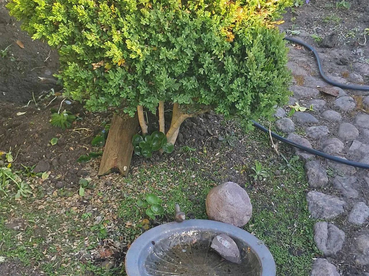 Billede 13 - Flotte haveplanter og havesten bortgives 