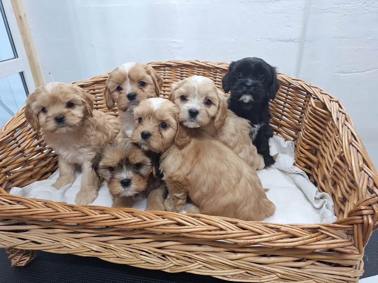 Billede 2 - Cavapoo hvalpe små