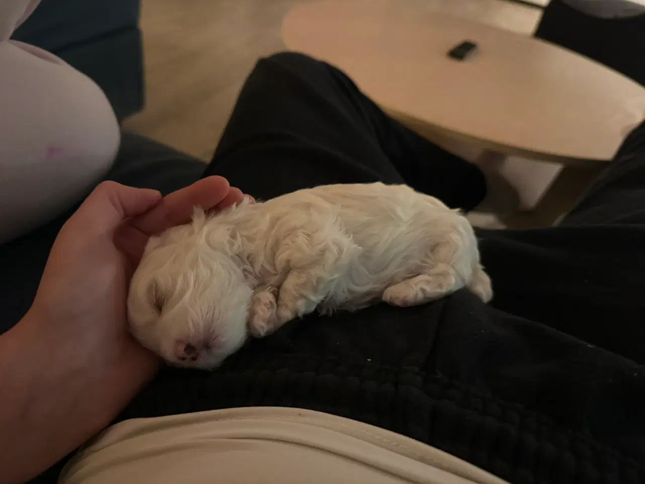 Billede 6 - Malteser/ Maltipoo