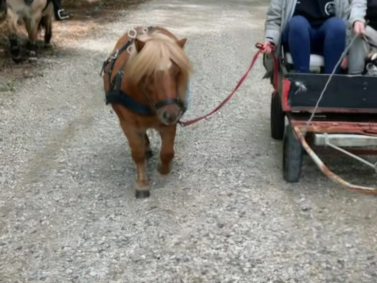 Billede 4 - Kommende køre og børnepony