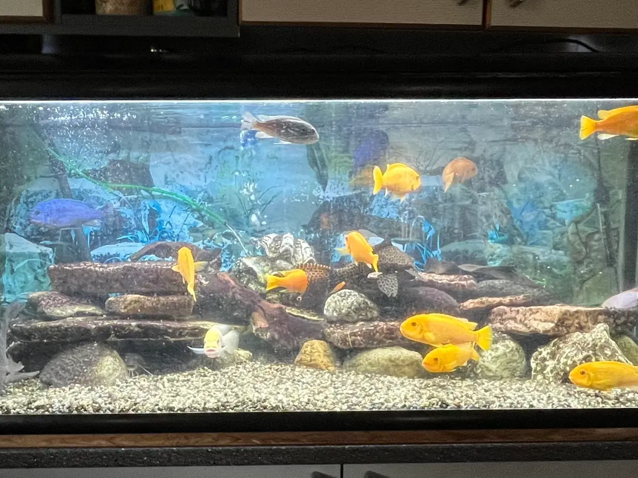 Billede 2 - 325L akvarium med fisk + udstyr sælges