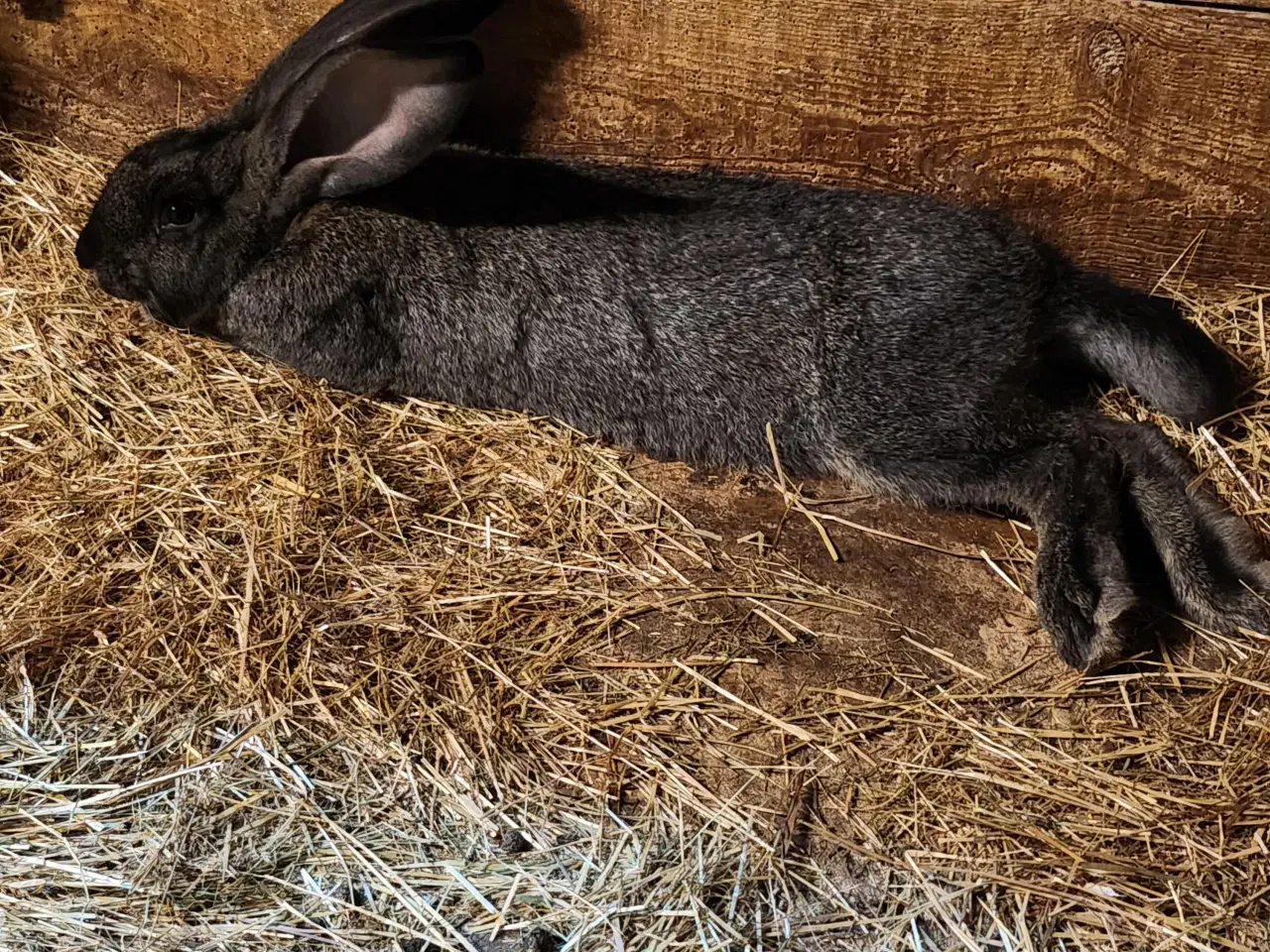 Billede 2 - 2 voksne hunkaniner