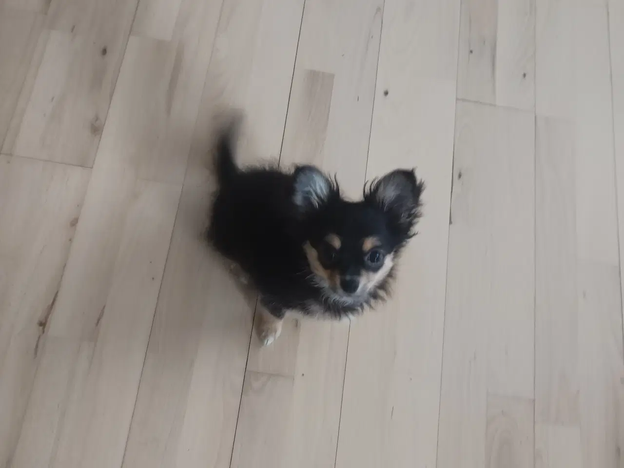 Billede 4 - Chihuahua/Pomeranian 