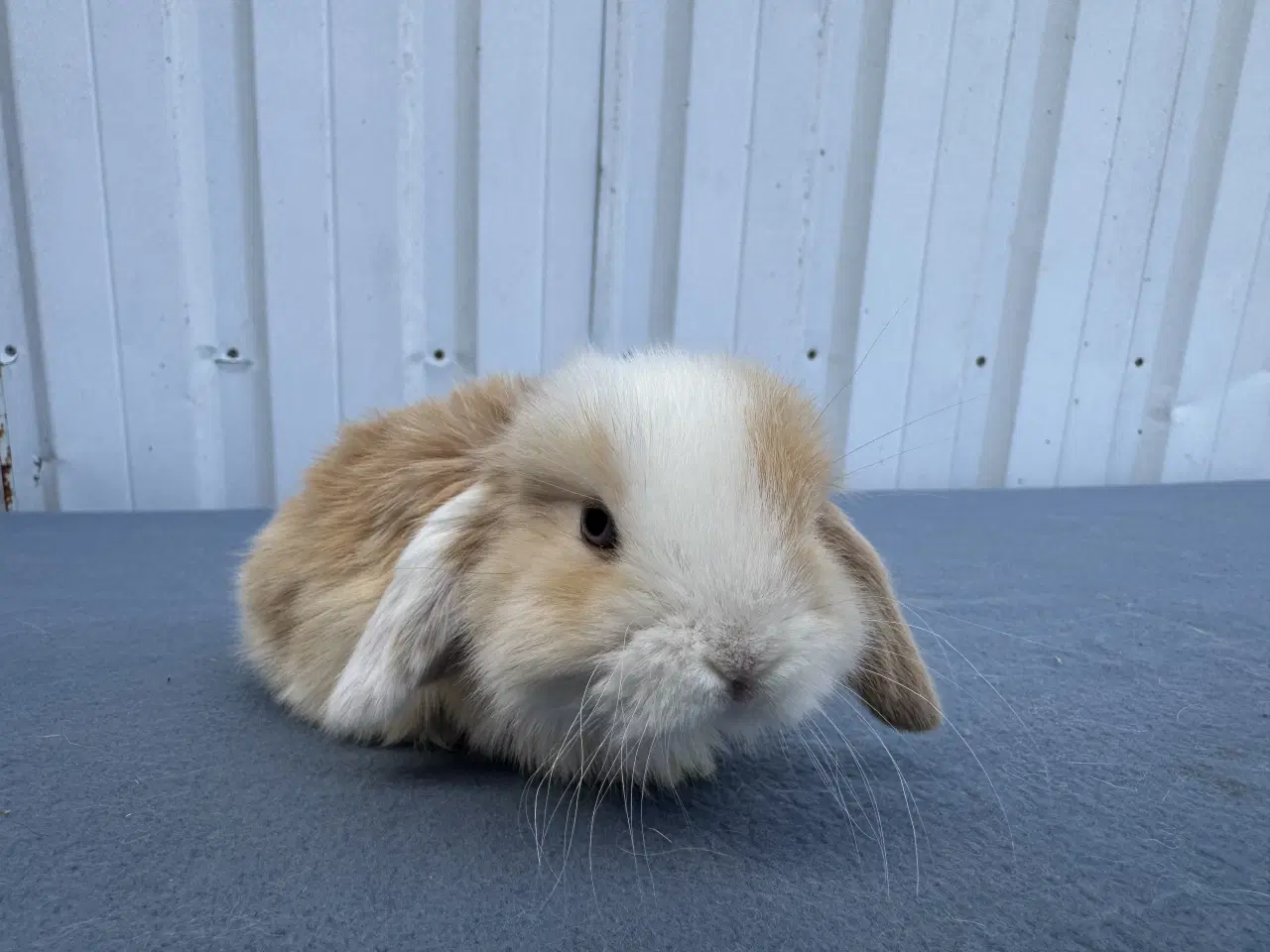 Billede 2 - Dværgvædder/Mini lop hankanin
