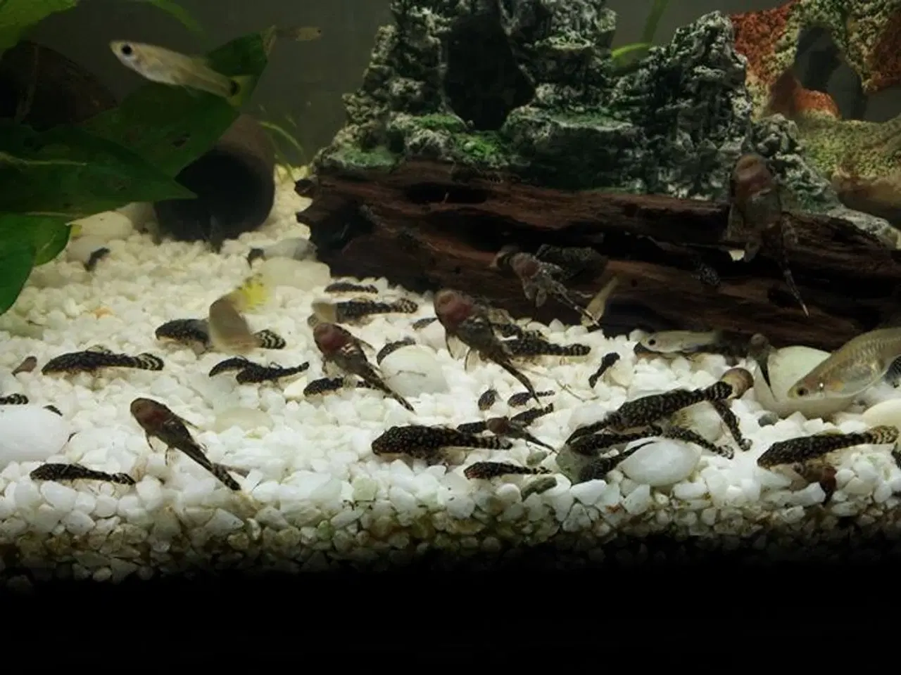 Billede 3 - Sugemaller sælges