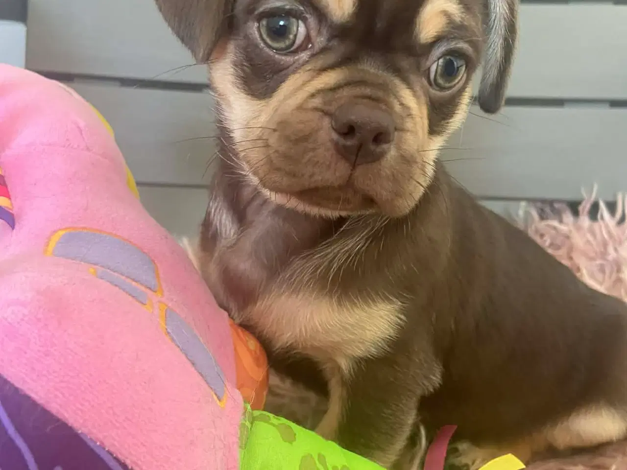 Billede 2 - Små søde blandingshvalpe 🐶