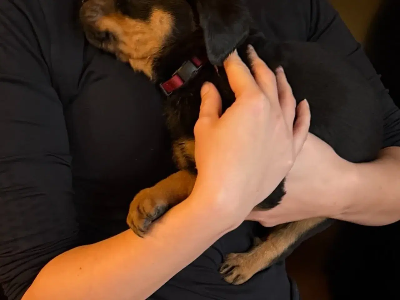 Billede 6 - Rottweiler hvalpe