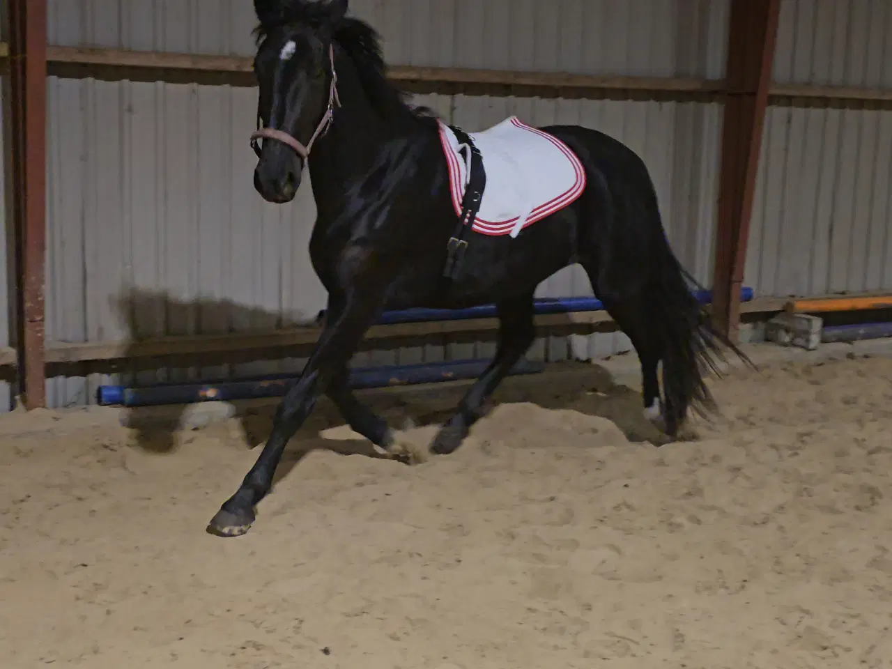 Billede 1 - Hoppe efter Elmer Hornbæk 