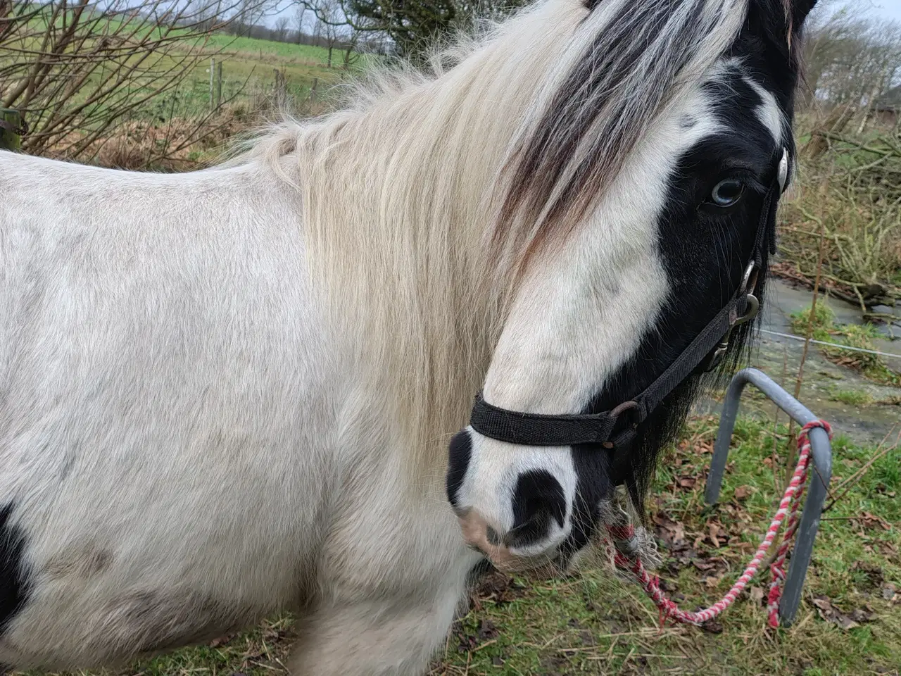 Billede 3 - Irish cob, vallak