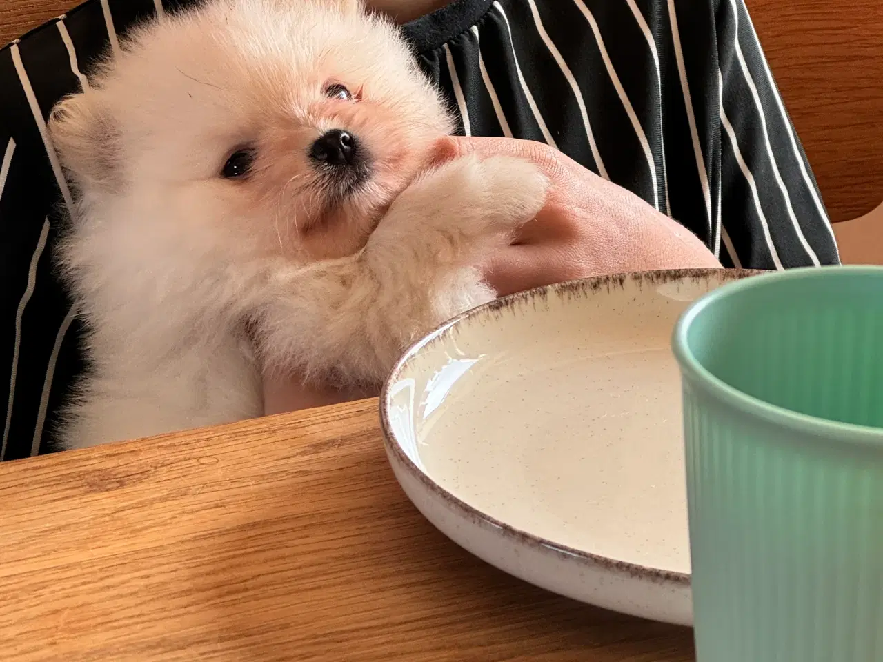 Billede 1 - Pomeranian hvalp 