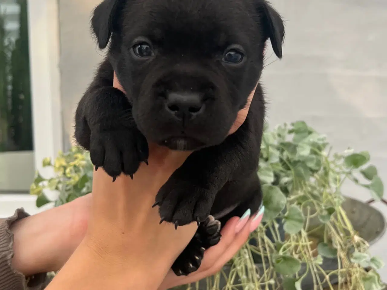 Billede 3 - Engelsk Staffordshirre bullterrier hvalpe 
