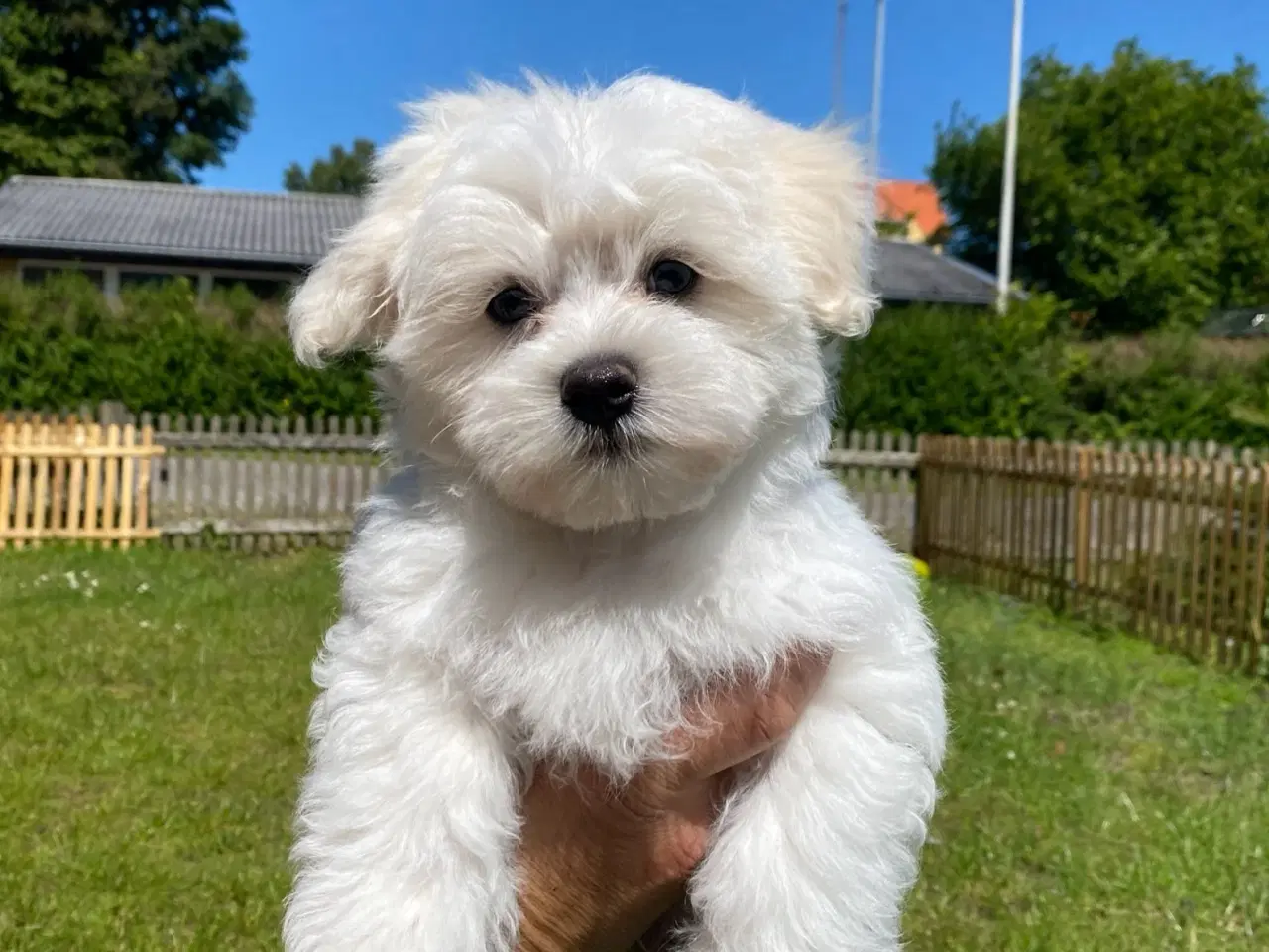 Billede 2 - Malteser hvalpe 🐶