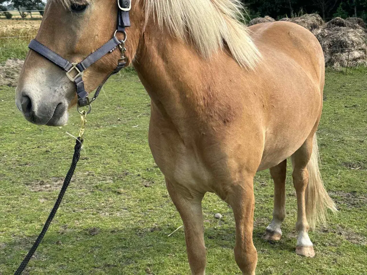 Billede 3 - Stor 6 års islændervallak