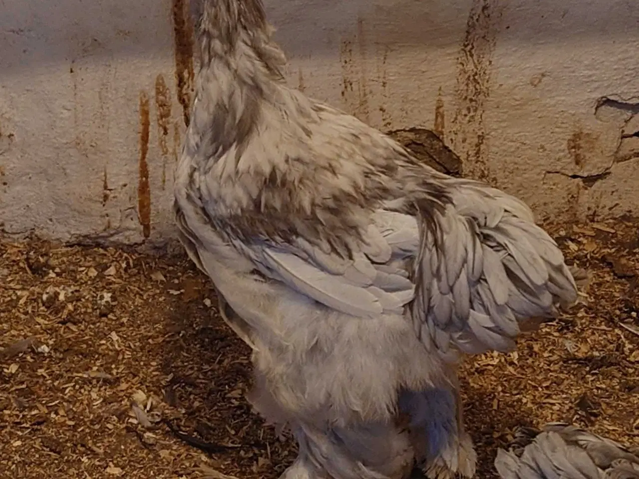 Billede 1 - Brahma haner