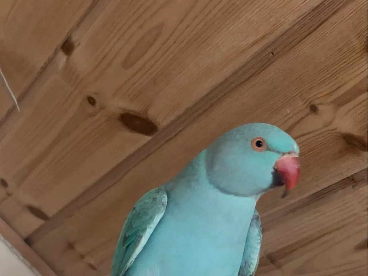 Billede 1 - Aleksander Parakit