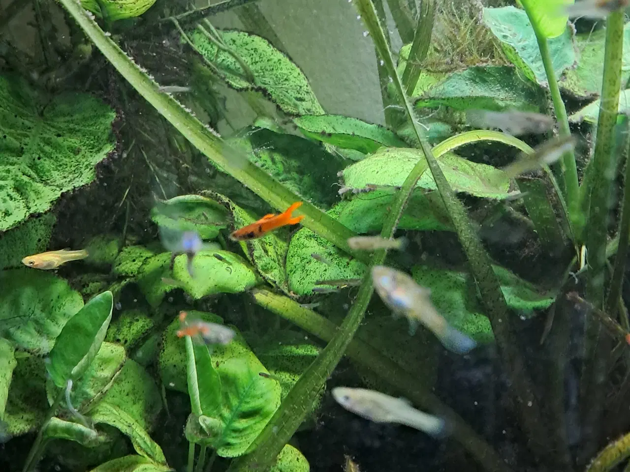 Billede 5 - Mix endler guppy 
