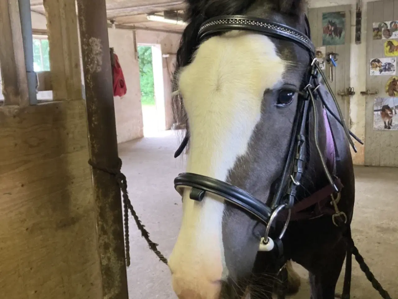 Billede 6 - Irish cob hoppe
