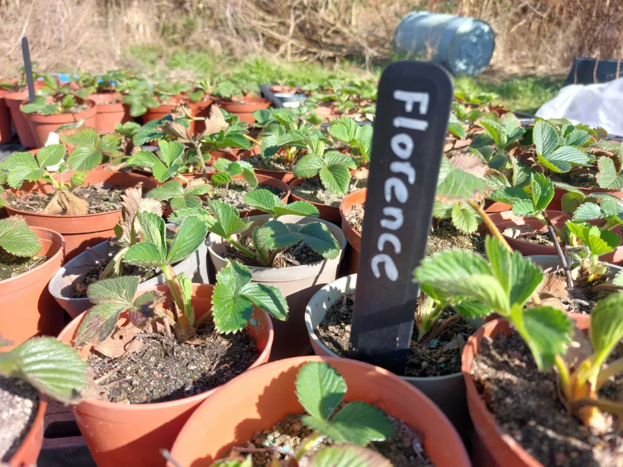 Billede 1 - Jordbærplanter I potter
