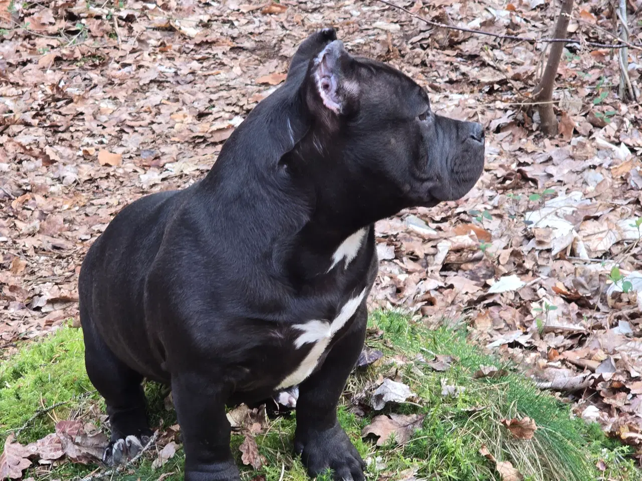 Billede 2 - American bully