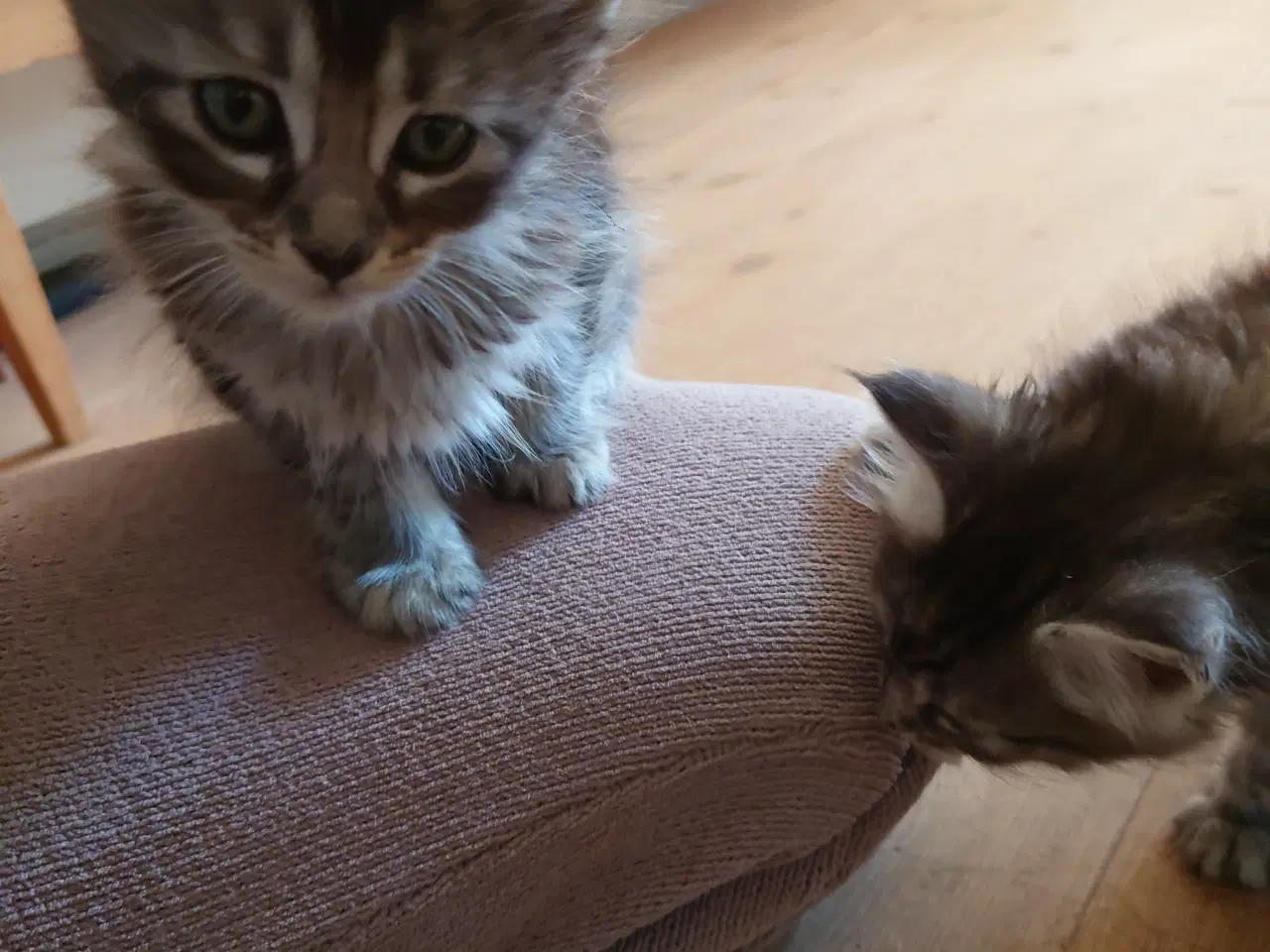 Billede 3 - Maine coon killinger, far ægte med tavle