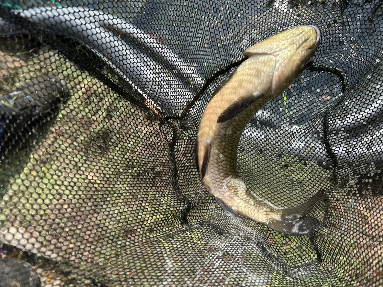 Billede 2 - Havebassin fisk myggesnapper