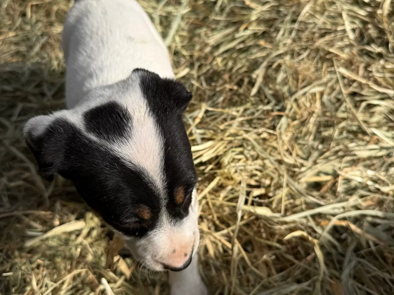 Billede 3 - Dansk/Svensk