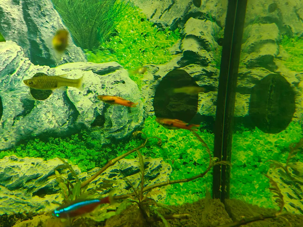 Billede 2 - Gubbyer poecilia