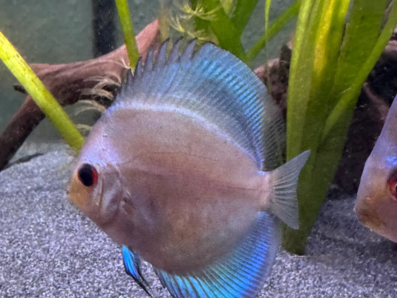 Billede 3 - Blue diamond discus