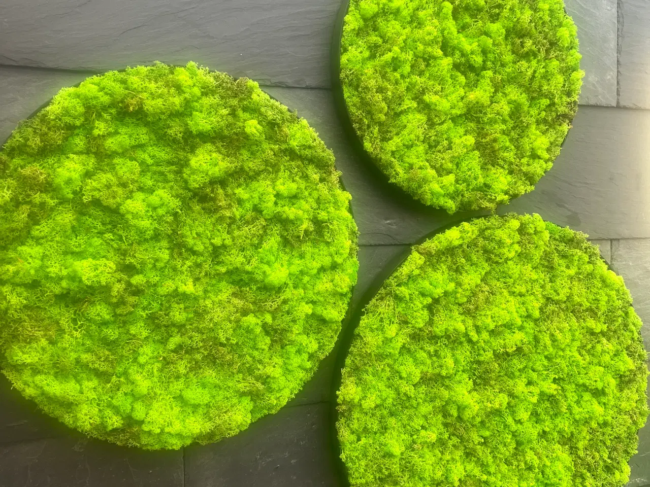 Billede 16 - Mos billeder 