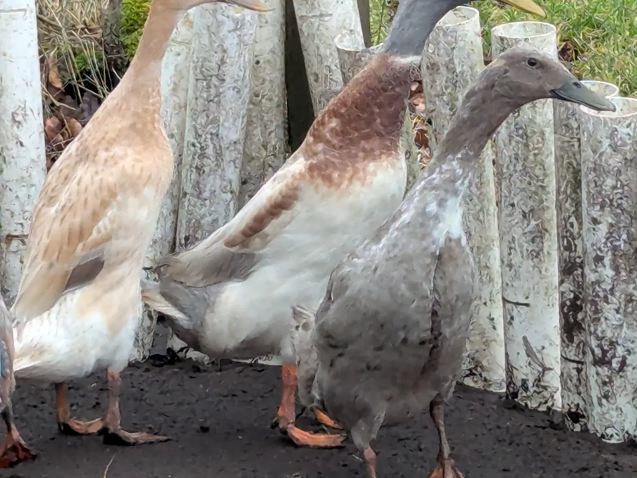 Billede 1 - Løbeænder andrik