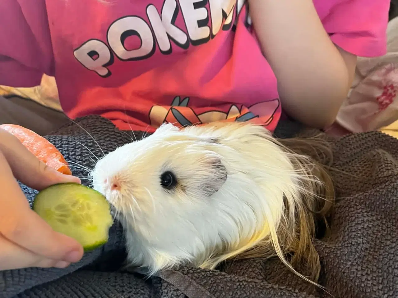 Billede 1 - Langhåret Sheltie Han