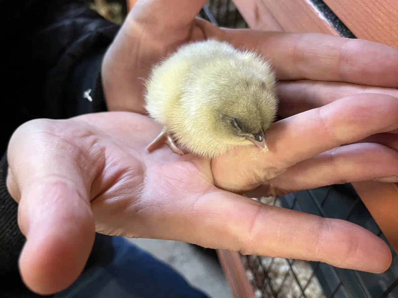 Billede 8 - Daggammel kyllinger 