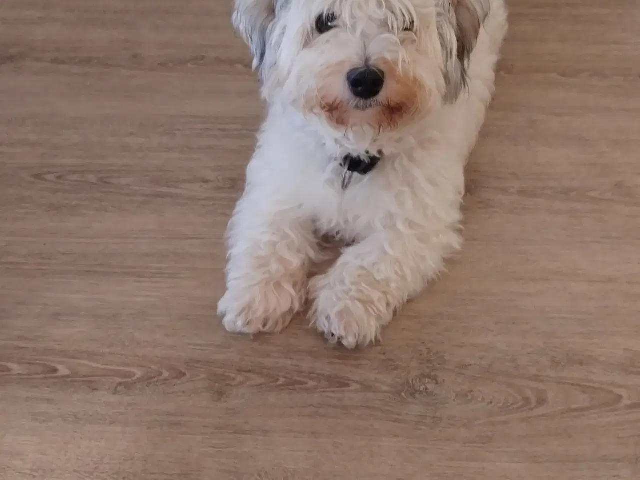 Billede 9 - Lækre hvalpe klar til at flytte d 1/3