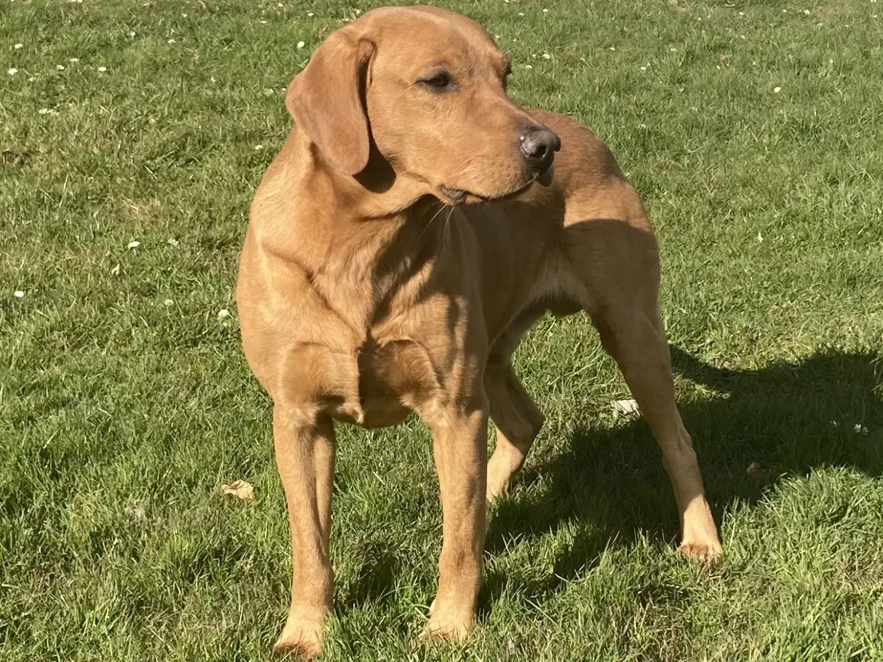 Billede 2 - Fox red labrador 