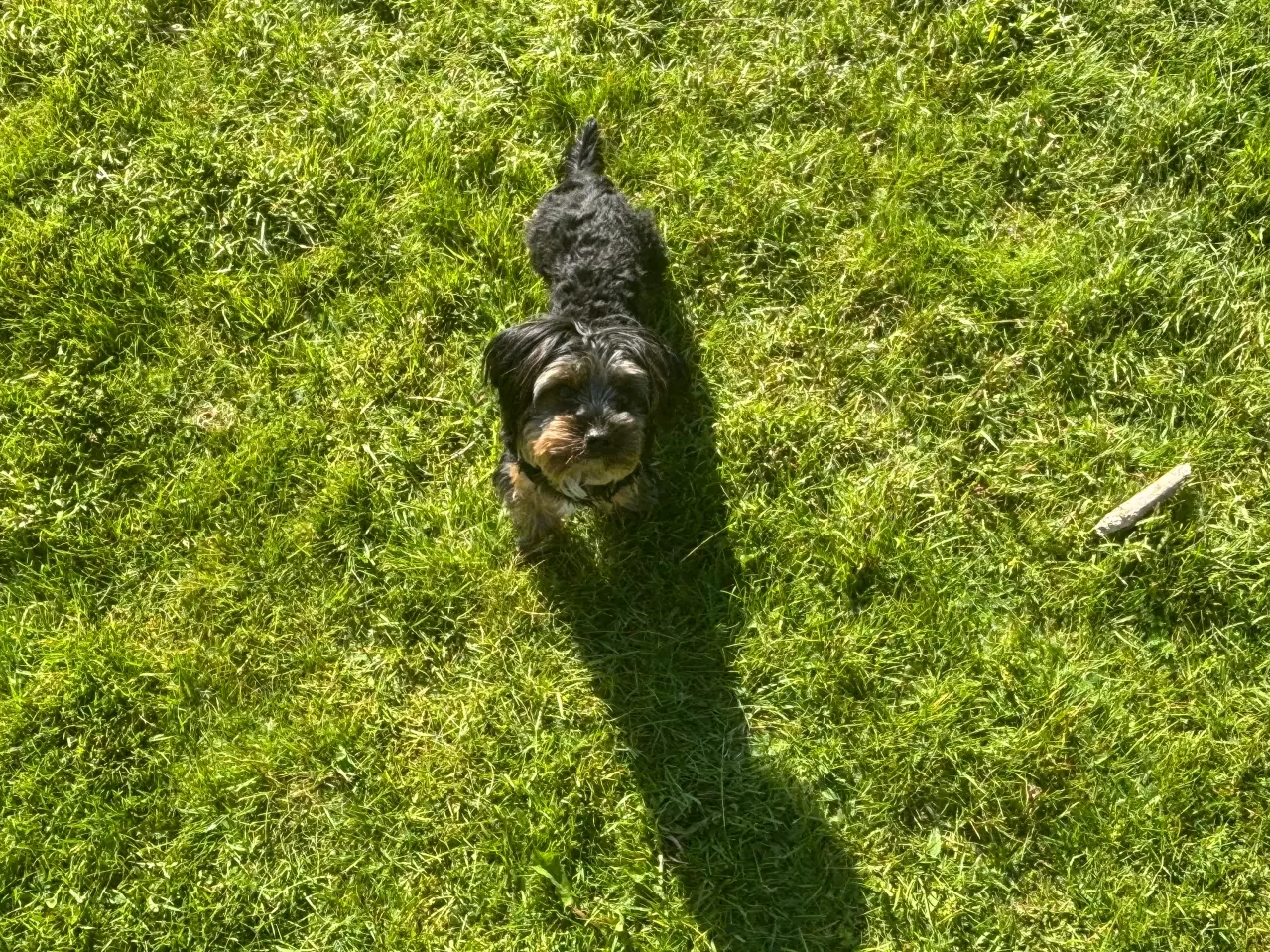 Billede 2 - ARVL Yorkshire terrier han