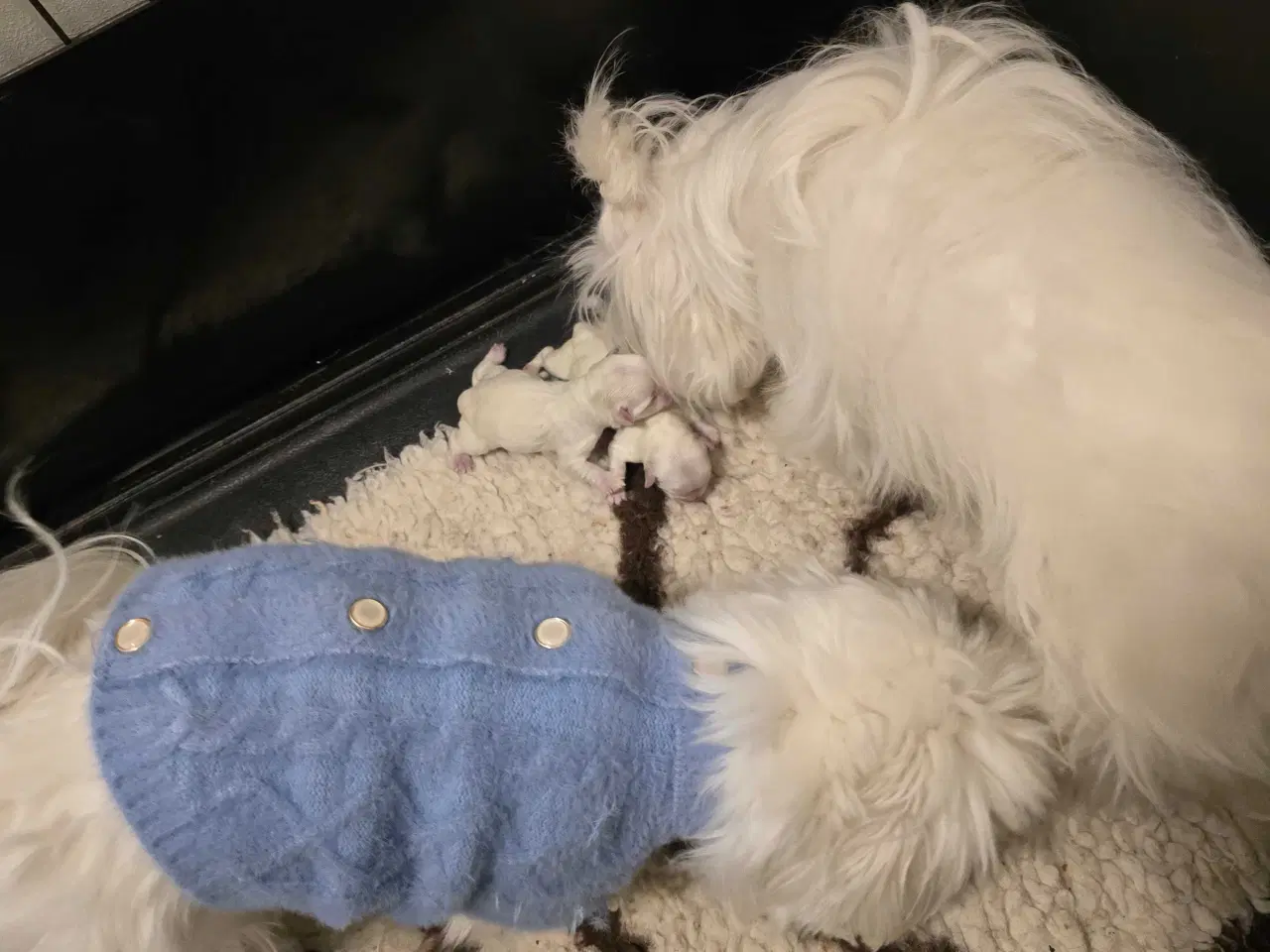 Billede 4 - Malteser hvalp