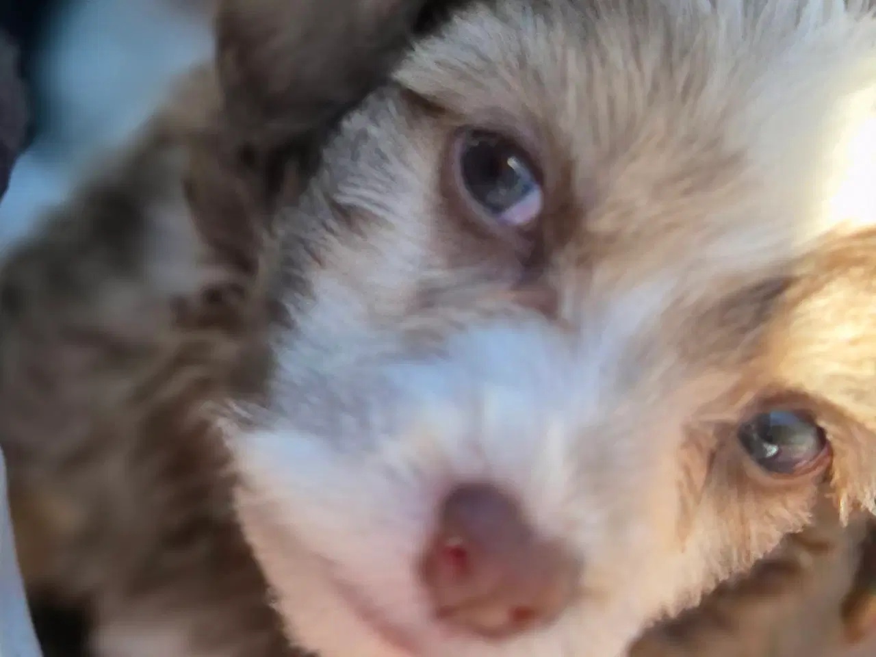 Billede 7 - Chinese crested