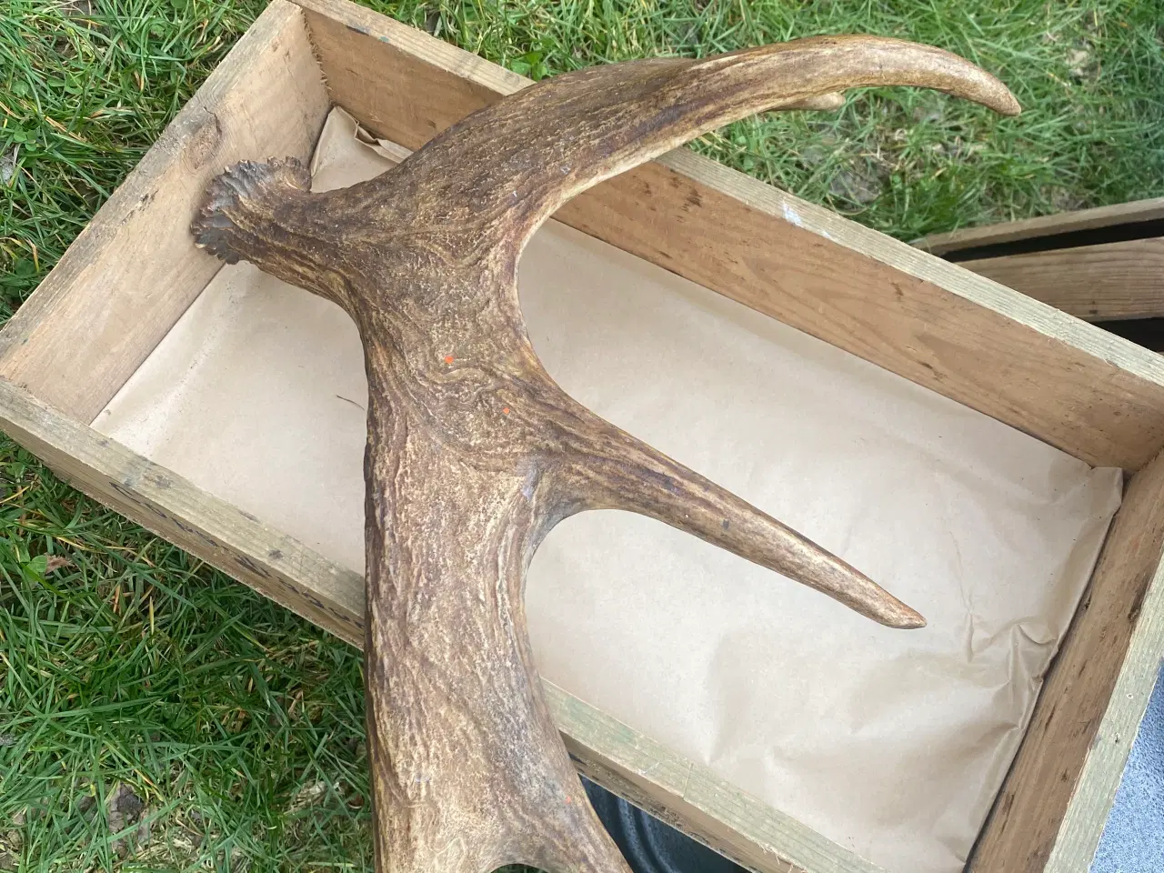 Billede 1 - Gevir fra elg eller kronhjort