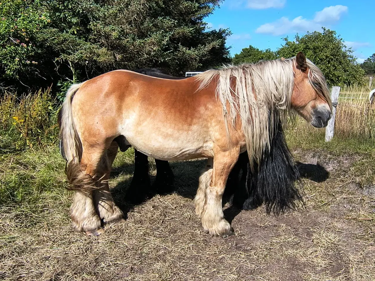 Billede 1 - 4 års jysk vallak, ca. 160 i stang med rødt pas