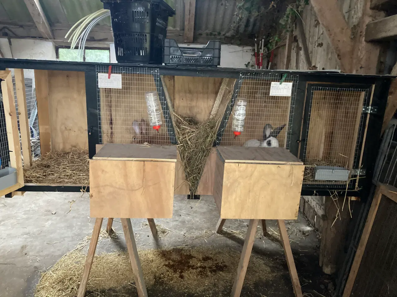 Billede 10 - Fin lille flok af kæmpe kaniner