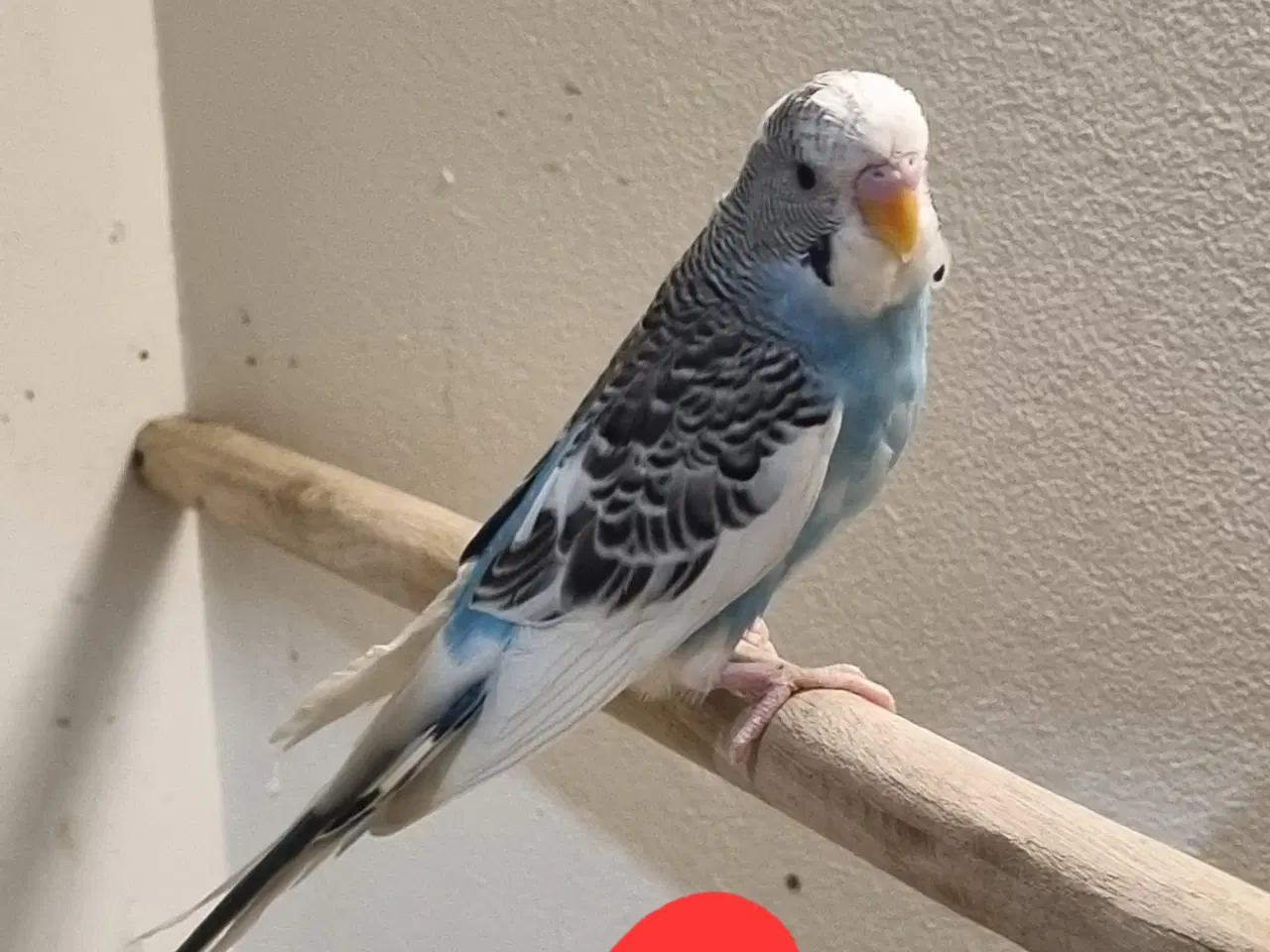 Billede 3 - Undulat unger