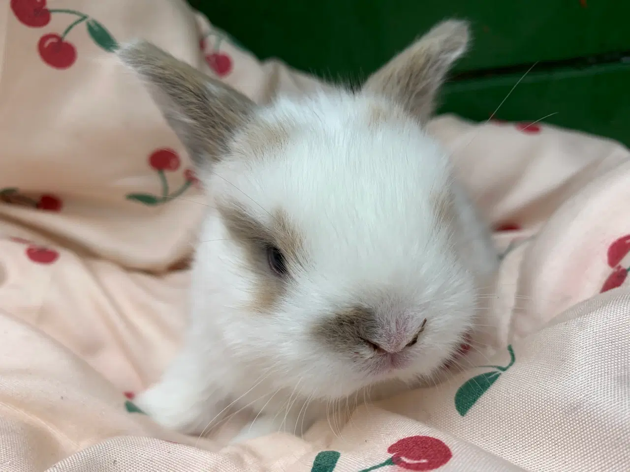 Billede 3 - Mini lop stk pris 100% ægte