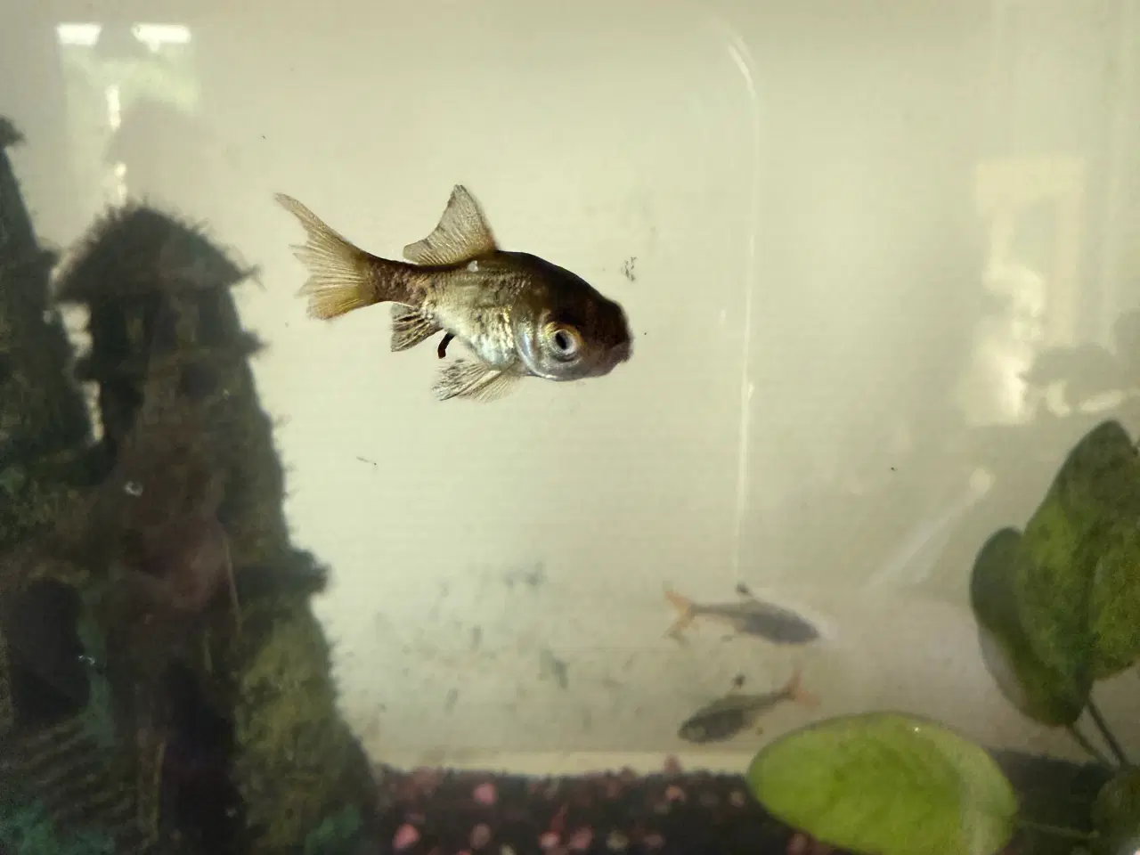 Billede 3 - Akvarie 54L 