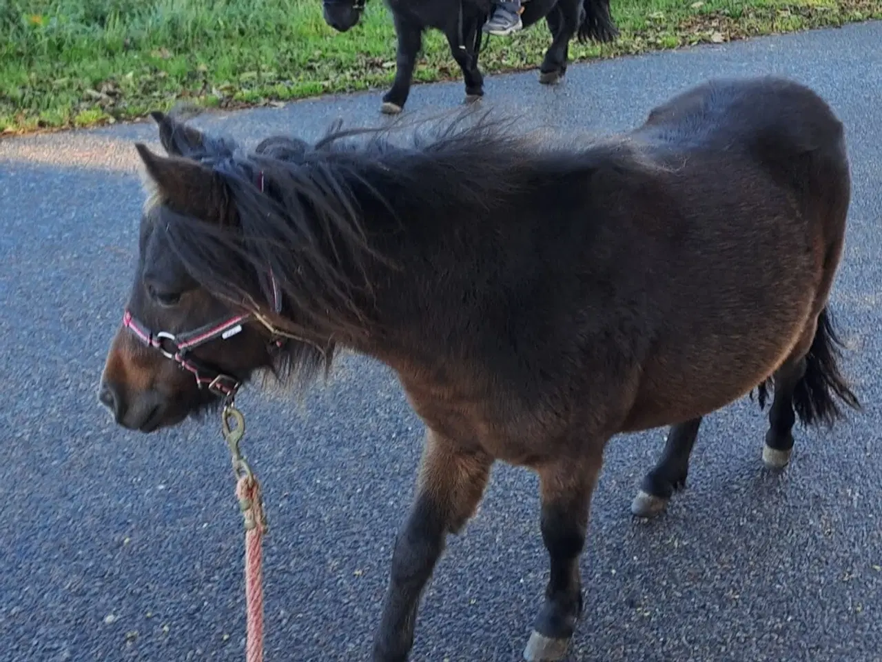Billede 3 - verdens bedste børne pony