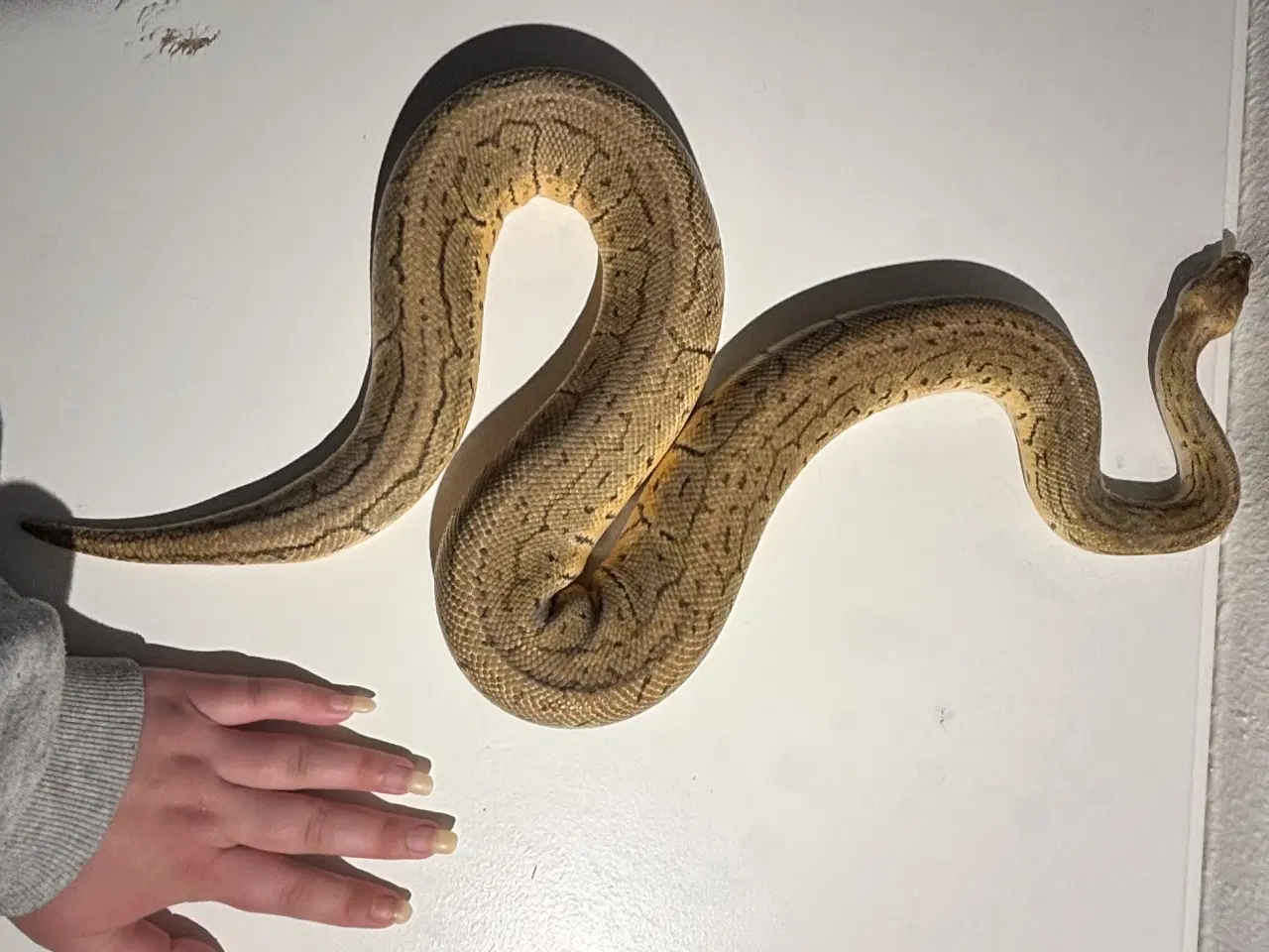 Billede 2 - Kongepython hun – klar til nyt hjem