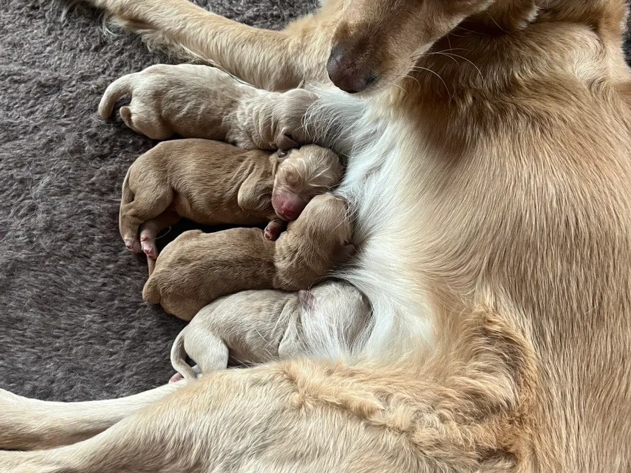 Billede 2 - Golden Doodle