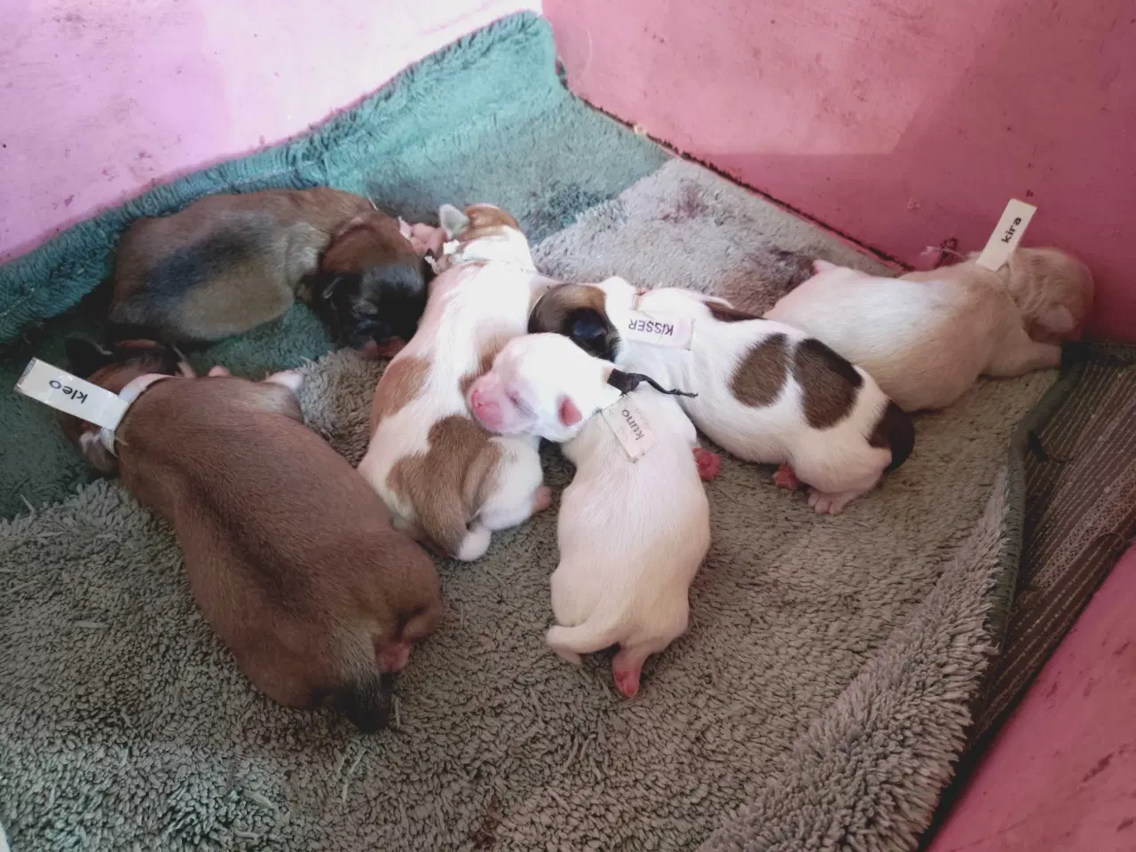 Billede 2 - Lhasa apso hvalpe med stambog 