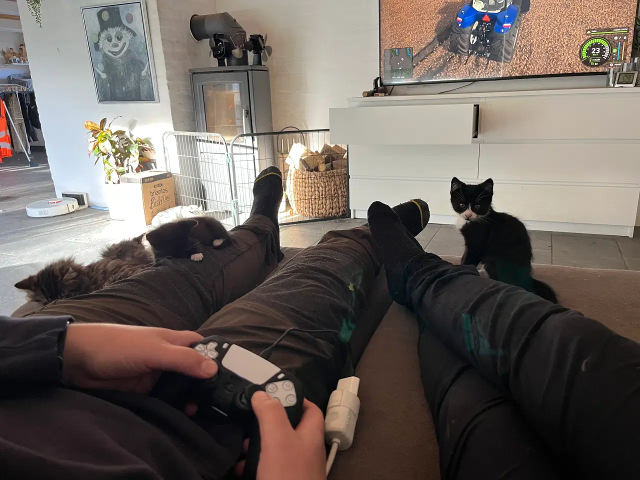 Billede 17 - Han-killing, Maine Coon-blanding 