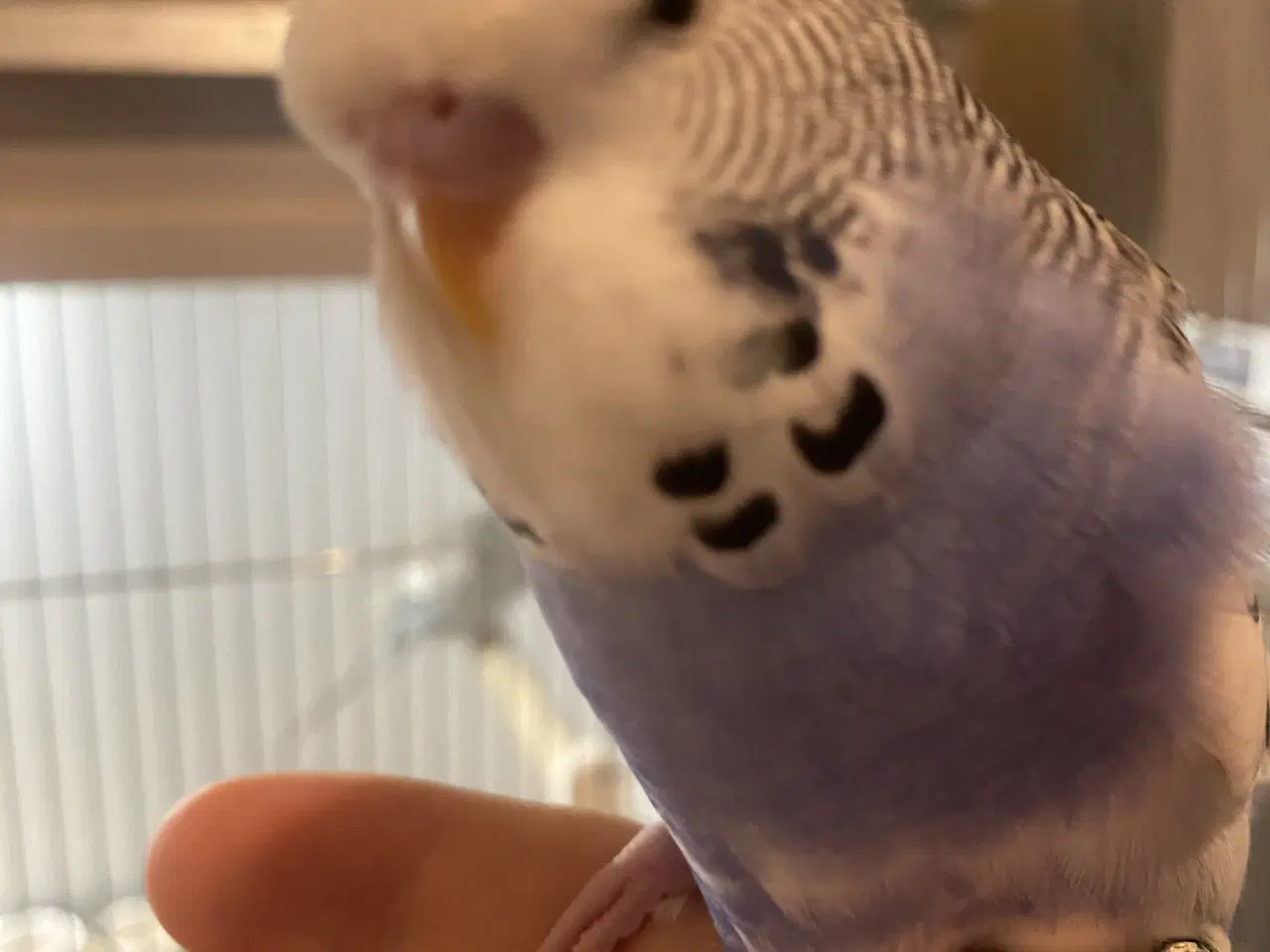 Billede 3 - Håndterede engelske undulater - kun hanunger